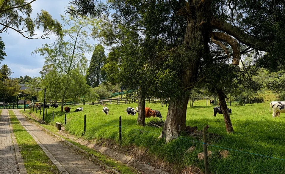 Camino de la finca