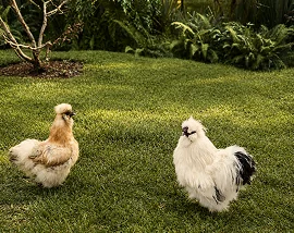 Gallinas en el jardín